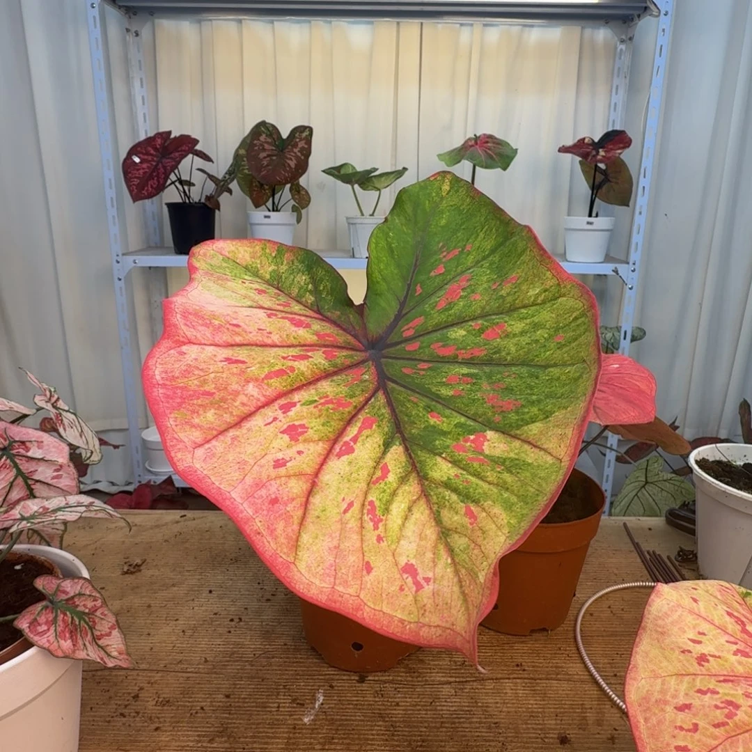 拾***.无花朵丹霞    1158