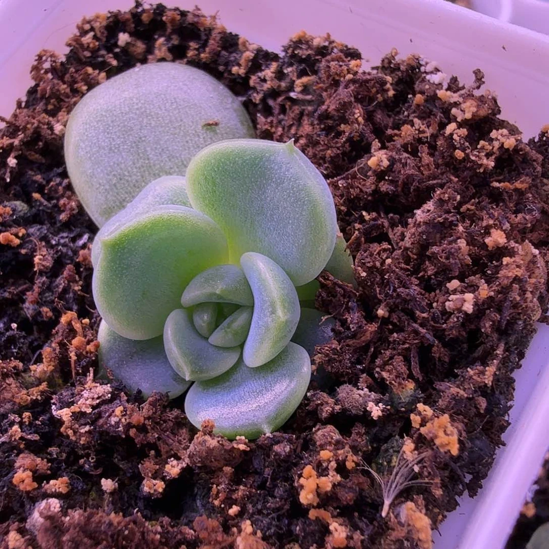 魔力叶插苗一物一拍