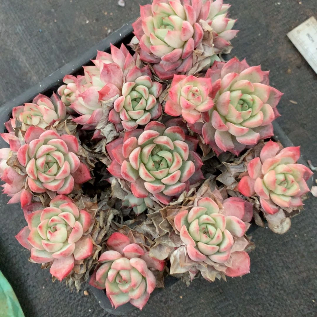 698杂交多肉老桩15冠