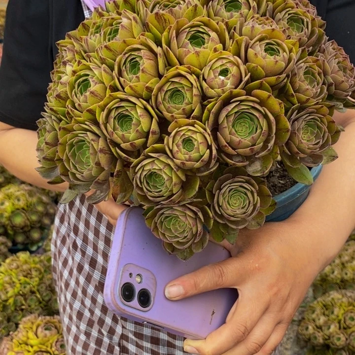 万拉丝一颗多肉植物