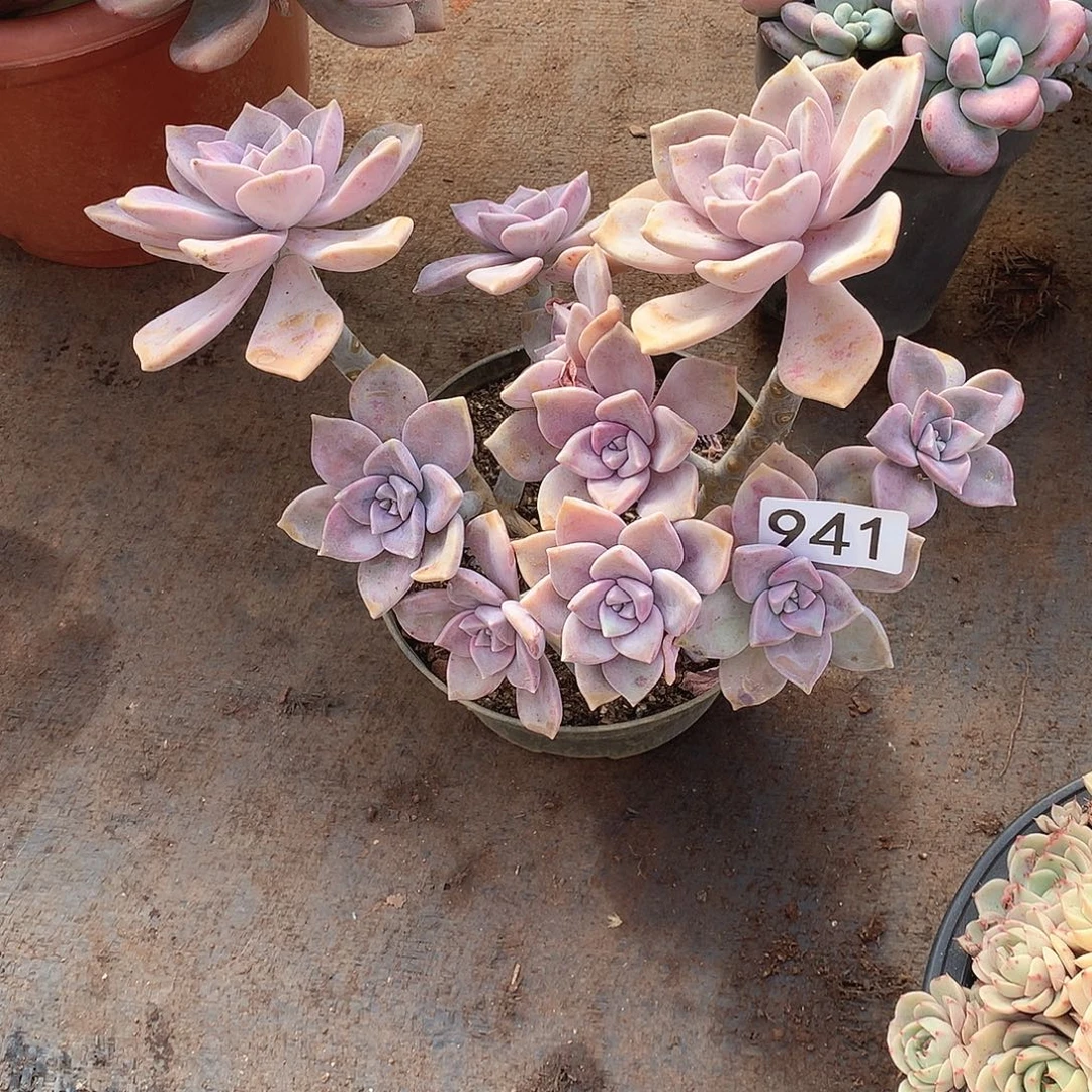 941紫乐 一物一拍多肉