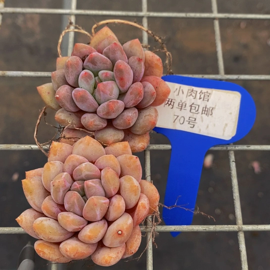 70-开播福利奶油半夏单头两个