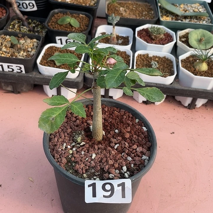 191小圆叶芳香橄榄