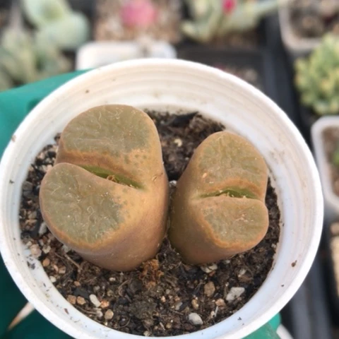 多肉肉锥 蛋糕风铃