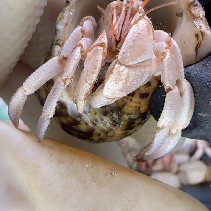 A45紫脚尖 干净灰白1.7cm口径