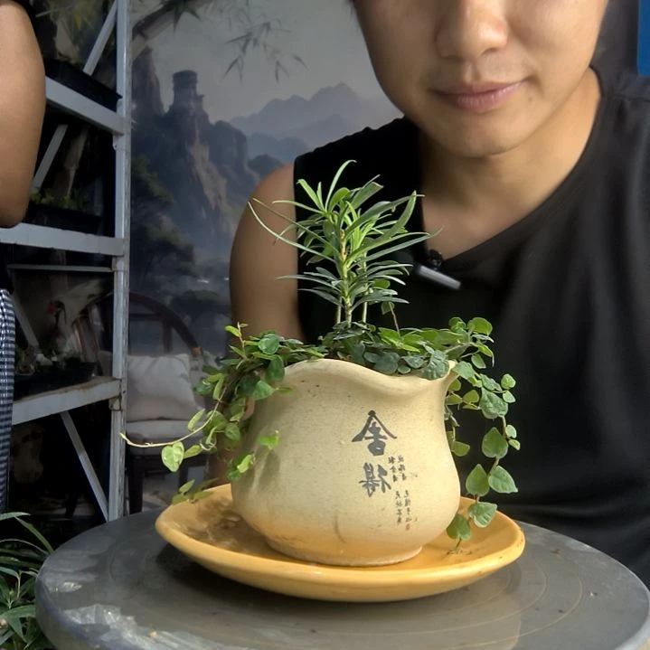乔****?中青园艺一物一拍91