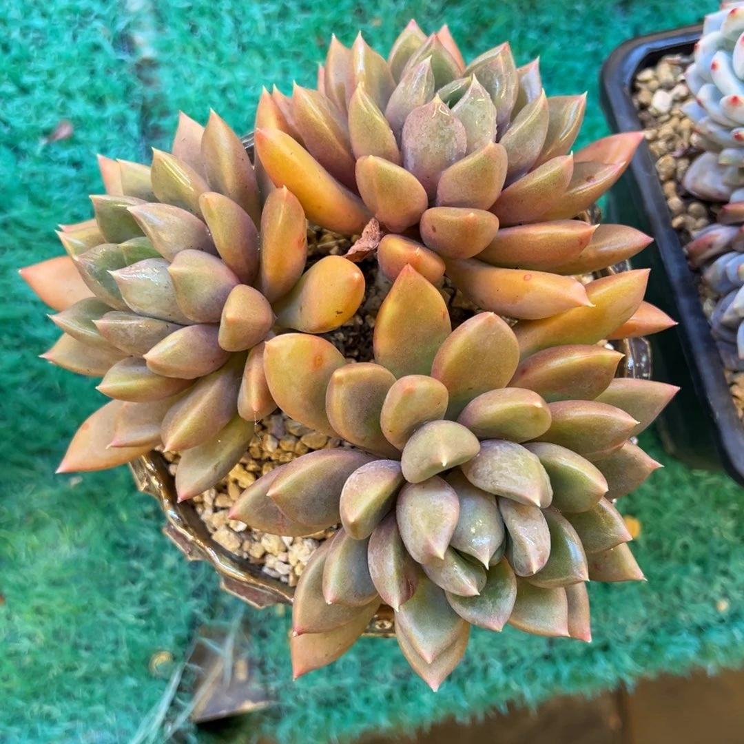 象牙，，，，，，，，，，，，，，，，，，，，，