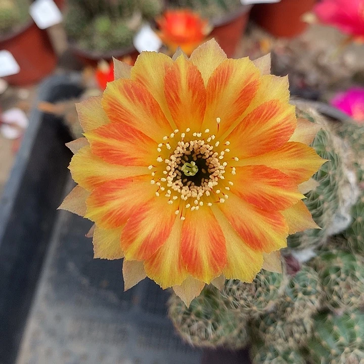 951 落地自根8厘米盆.