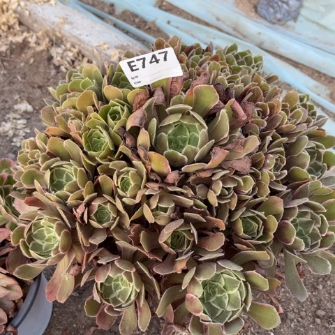 多肉植物浣纱捧花