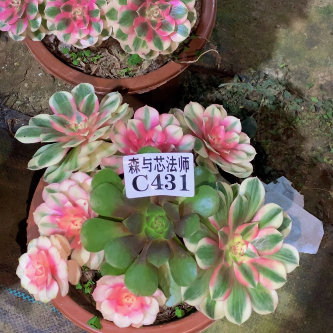 【闪购商品】431倾城