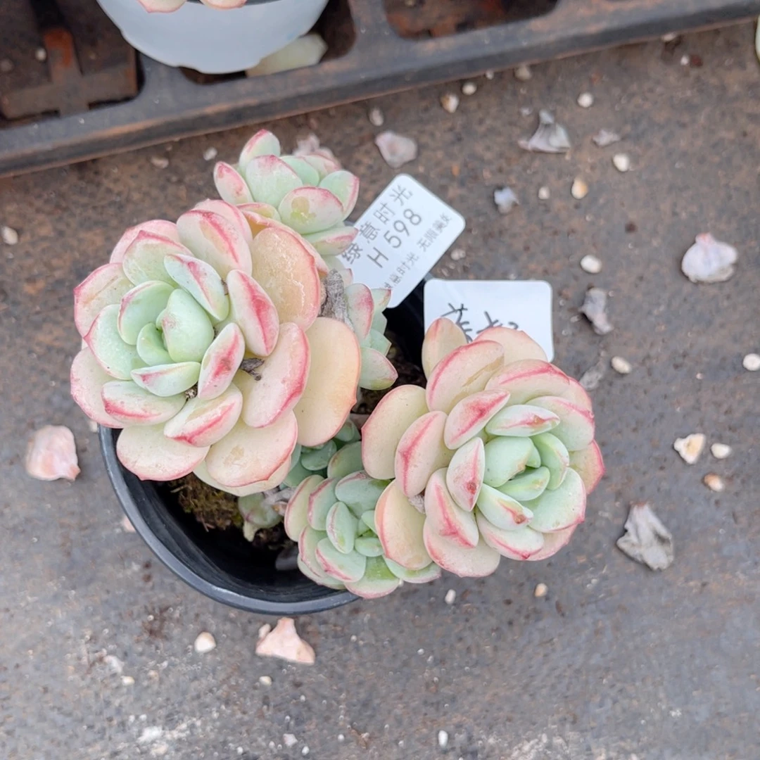 T***༻598 香草 带陶瓷盆发货 满28包邮