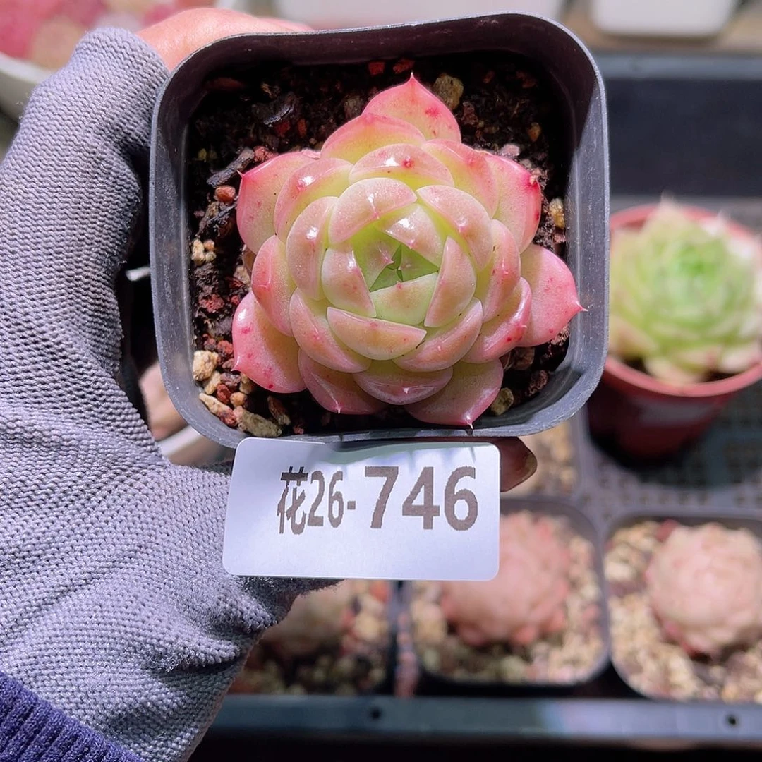 花26-746麦秆单头