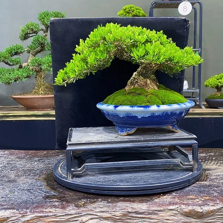 无花朵M黄杨盆景四季常青
