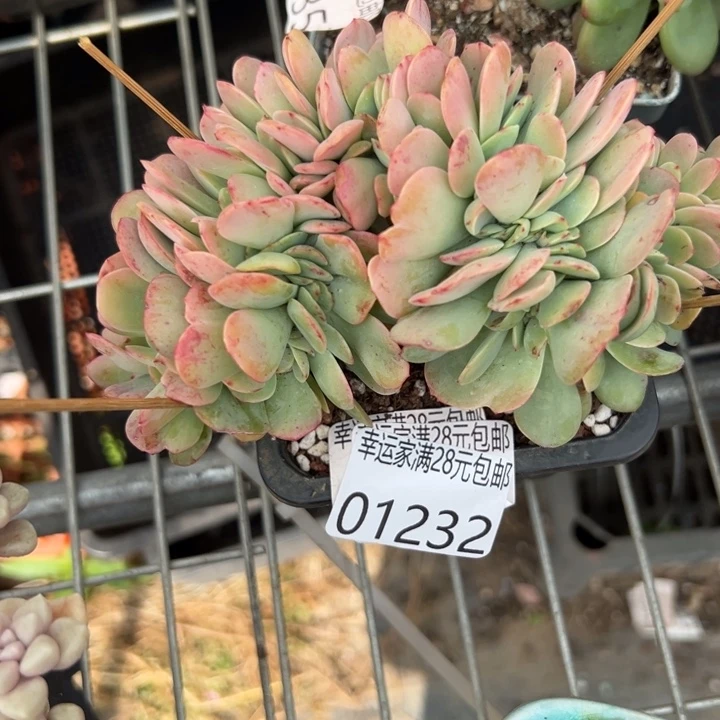 幸运儿是一位非常优秀