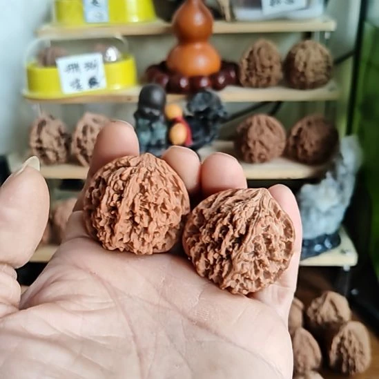 41加尺寸满天星狮子头