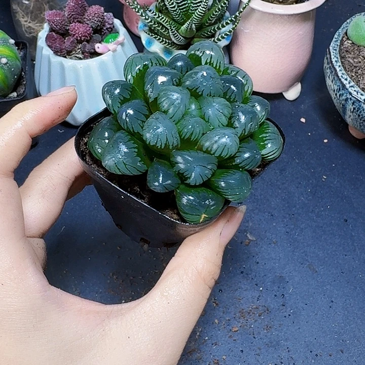 孔明灯雨露带盆一盆福利