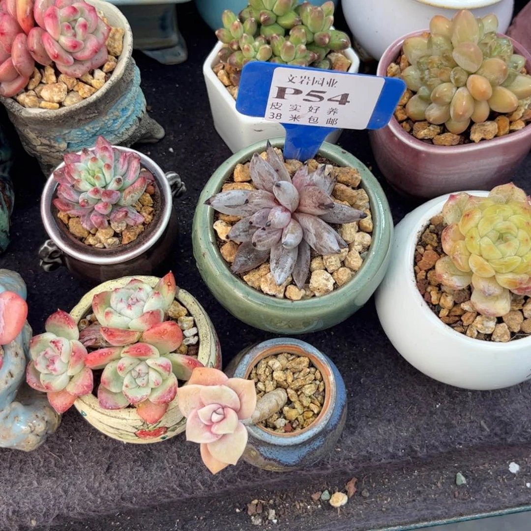 住****妞多肉植物11111