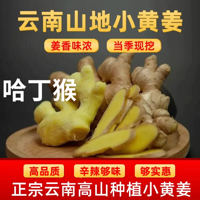 云南小黄姜山地种植【老姜】香味浓郁辛辣够味产地直销新鲜姜