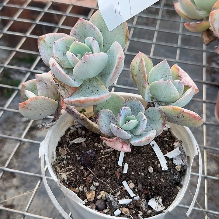 花****/117白凤脱土发货不退不换