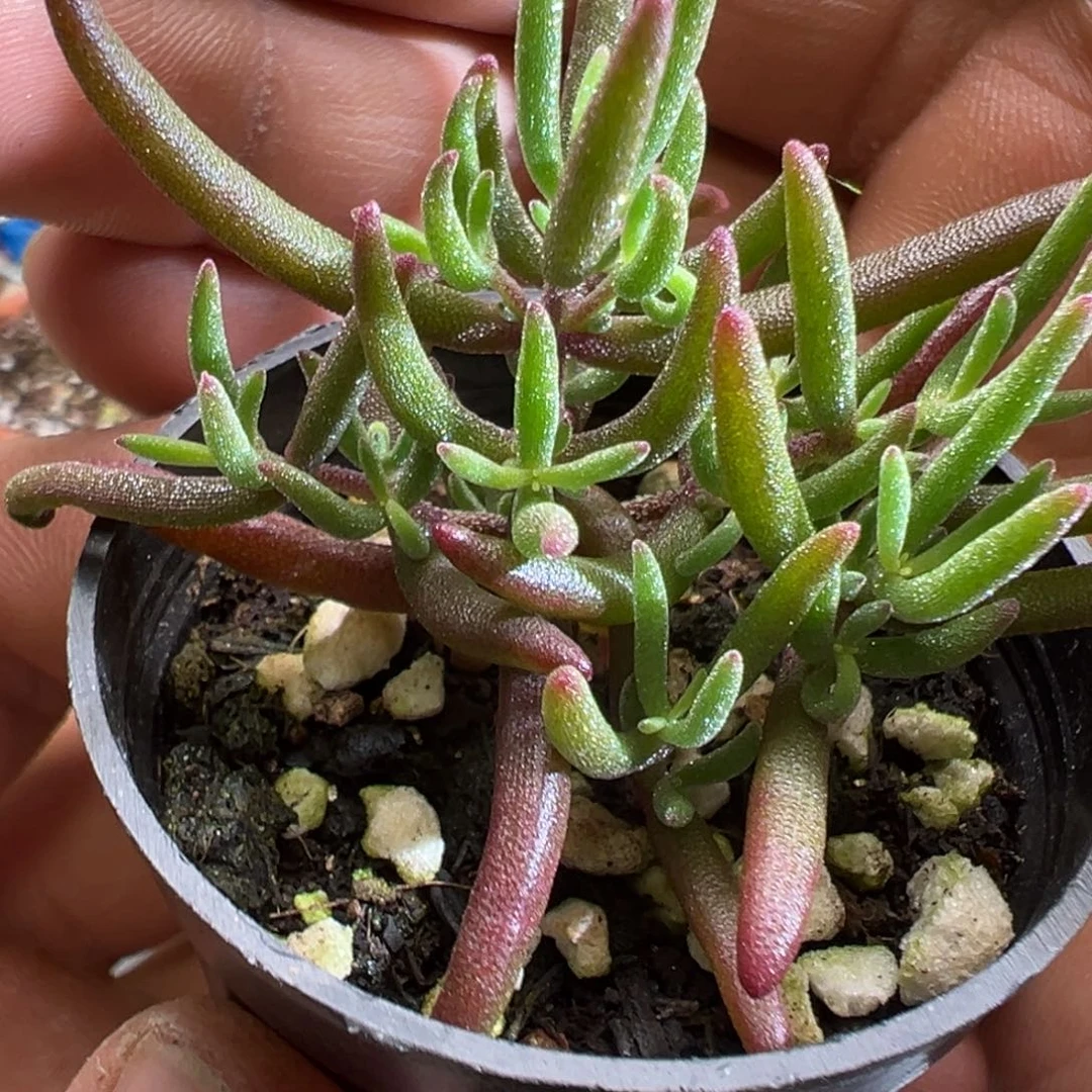 实生虞姬50杯老桩fuli