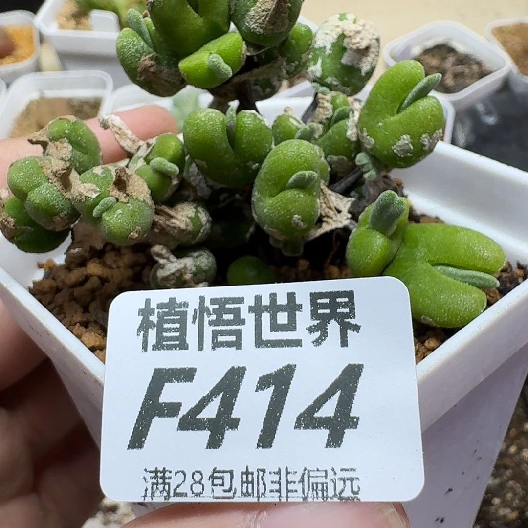多肉植物的人啊fbb