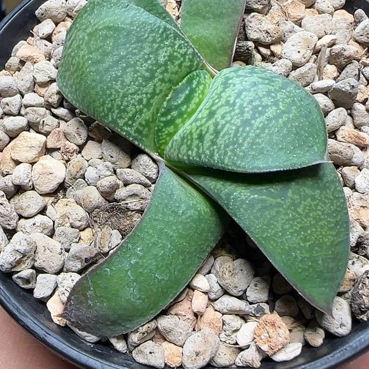 旋叶卧牛卧牛卧牛