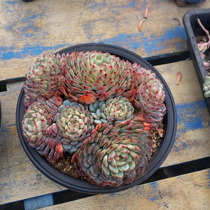 白胖子 多肉植物