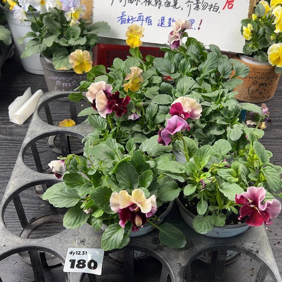 大部分花苞少量开放180号