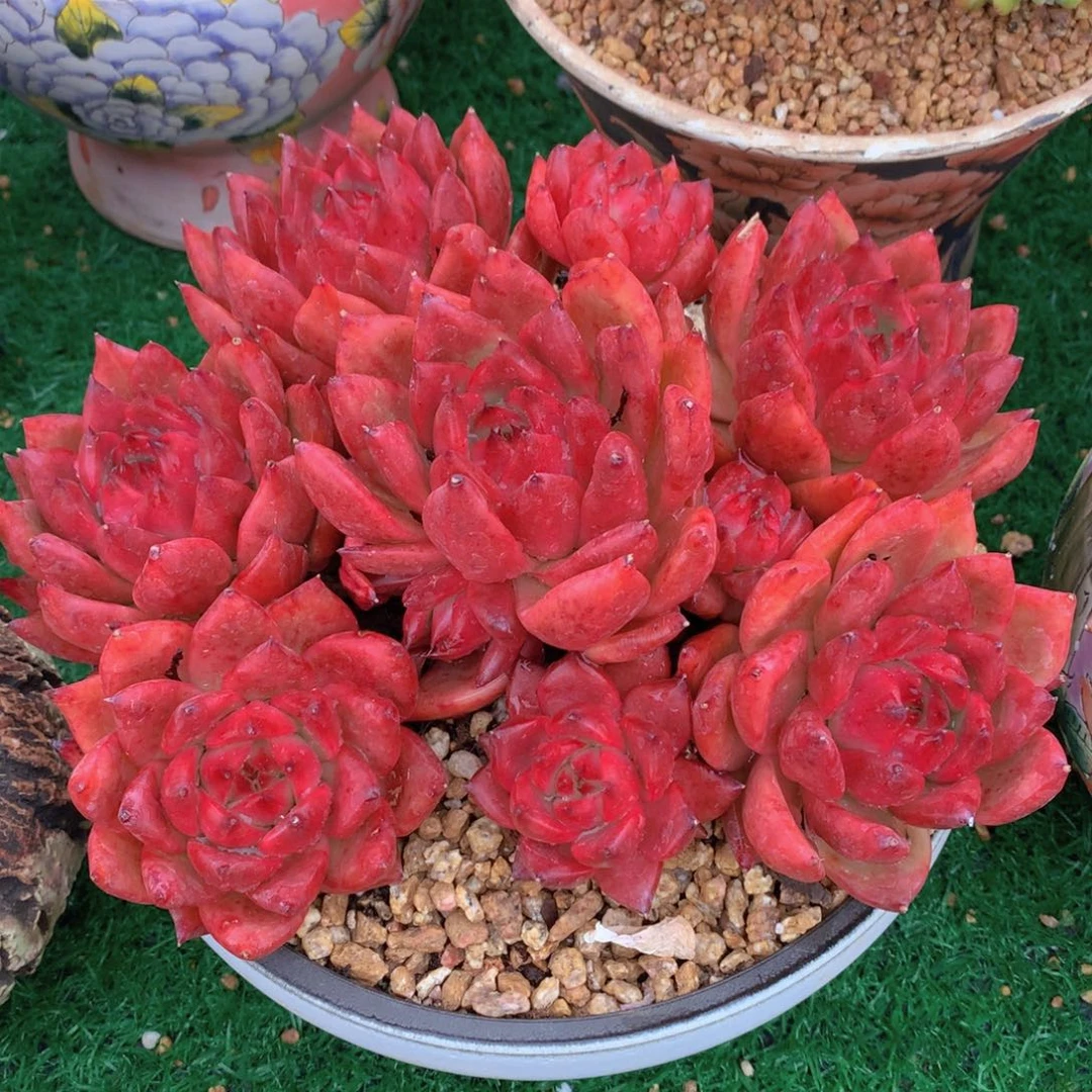 血斑马丽23 公分一物一拍