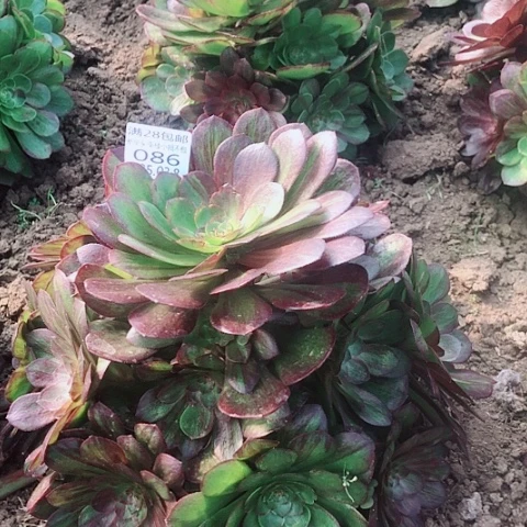 清*?3.8-86花月夜多肉植物