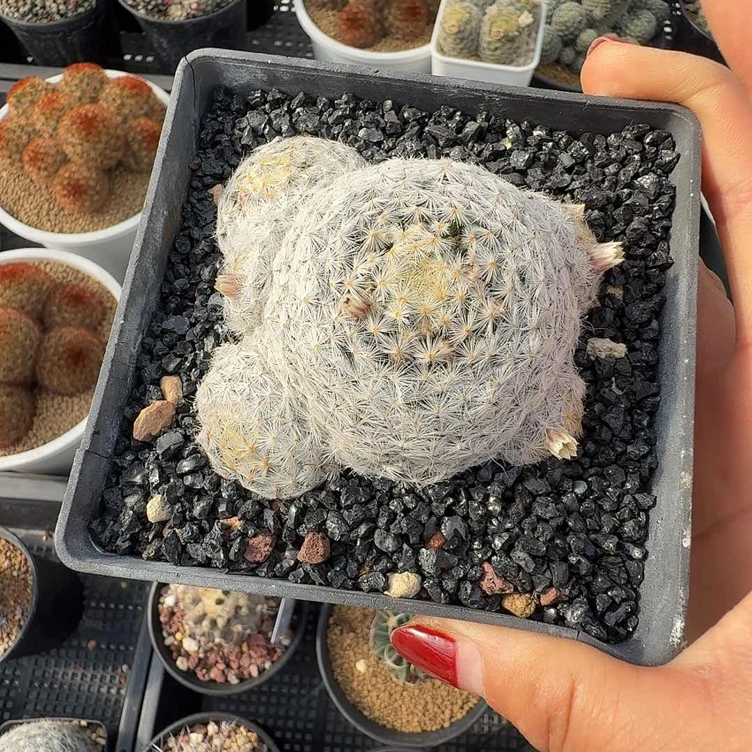 花****实生羽毛明星脱土发货