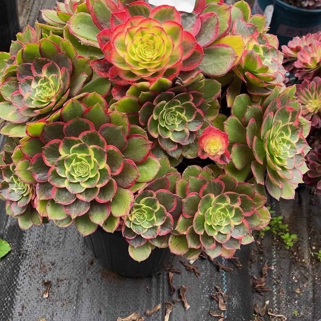 红***草多肉法师620号粉花妖发货不包损