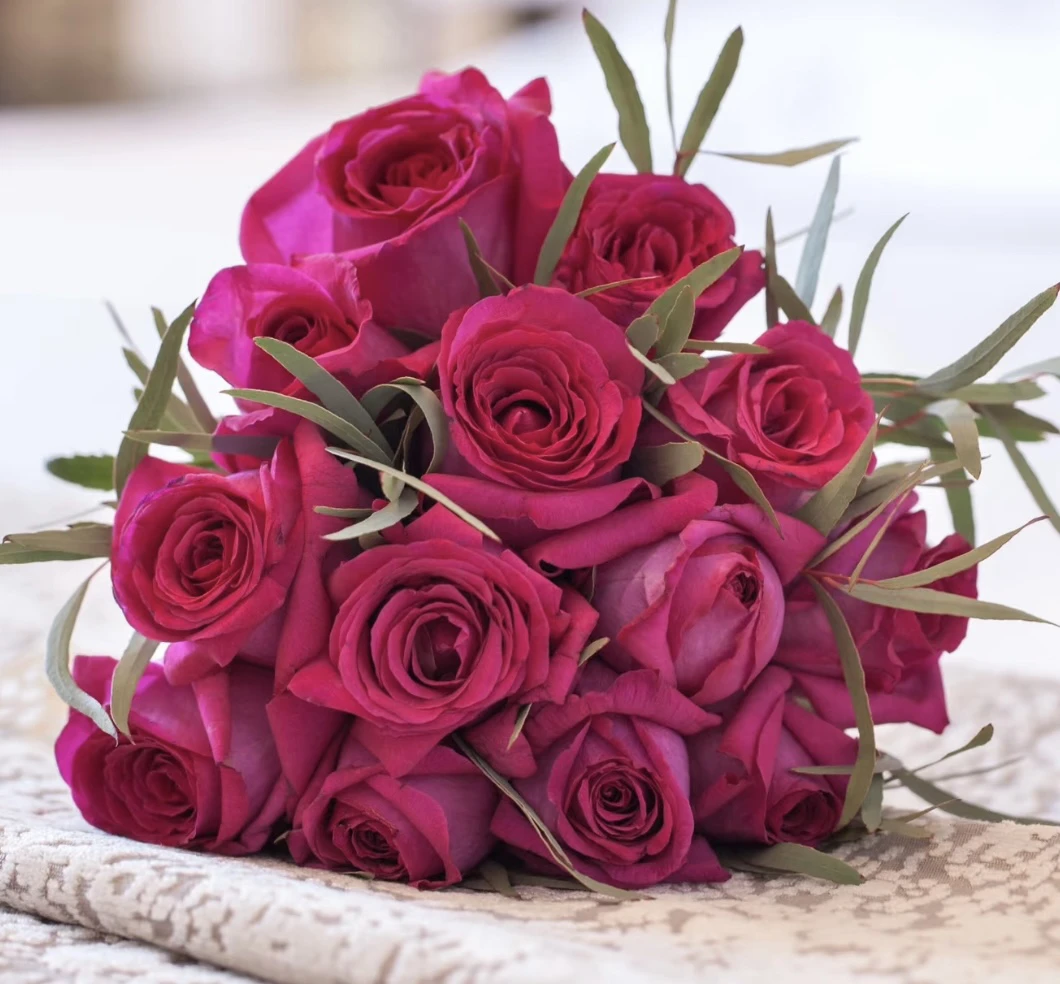 【两颗包】美人丽芙 红色大花浓香四季开花阳台庭院盆栽地栽苗