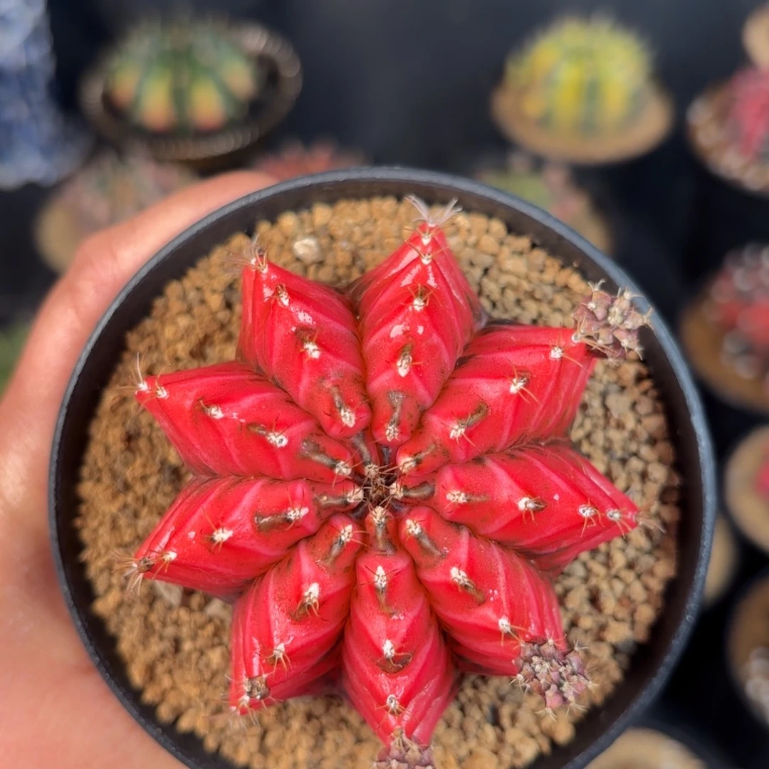 泰系米哈实生母本不周正