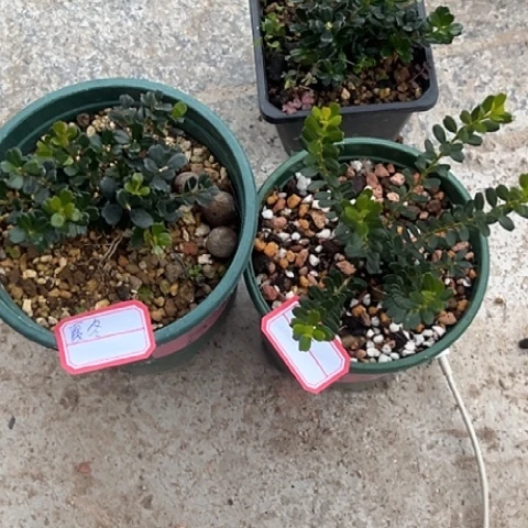 凤米黄杨赛珍珠赛珍珠