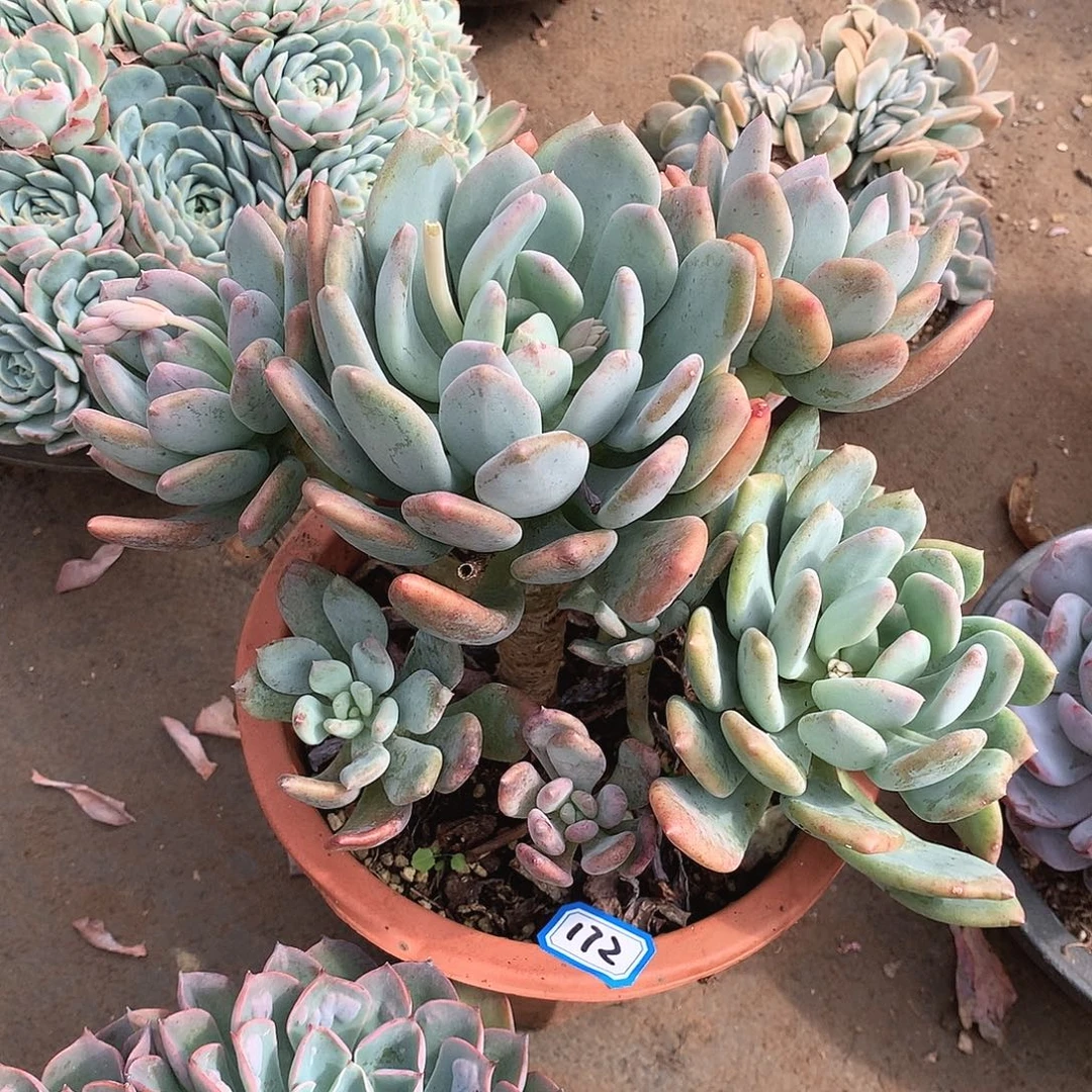 172灰姑娘 一物一拍多肉