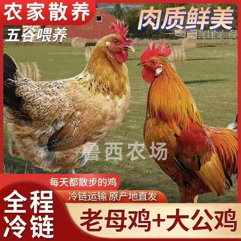 【鲁西6】3只2年黄油老母鸡+赠1只公鸡 到手共4只净重10斤