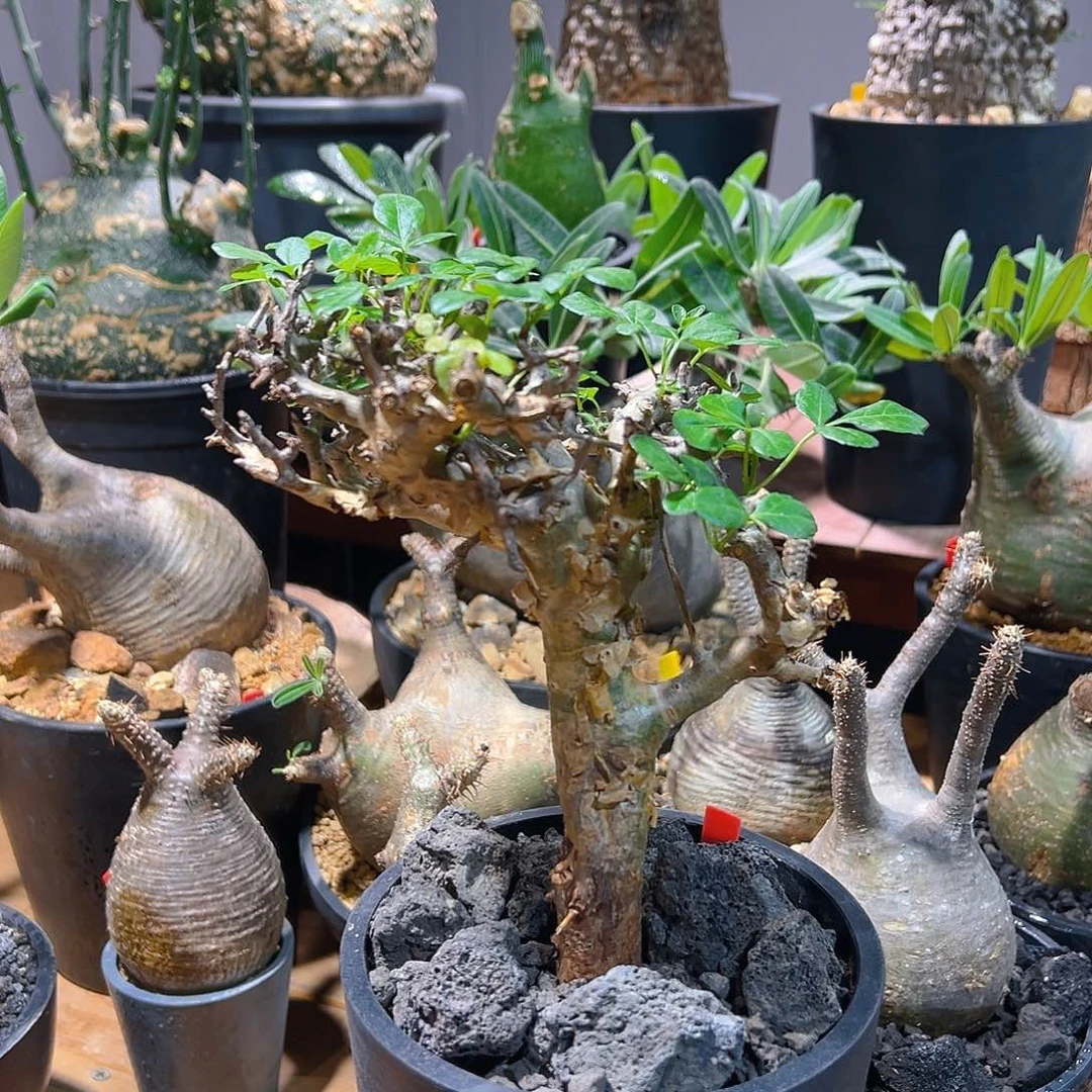 黄金橄榄1111111111