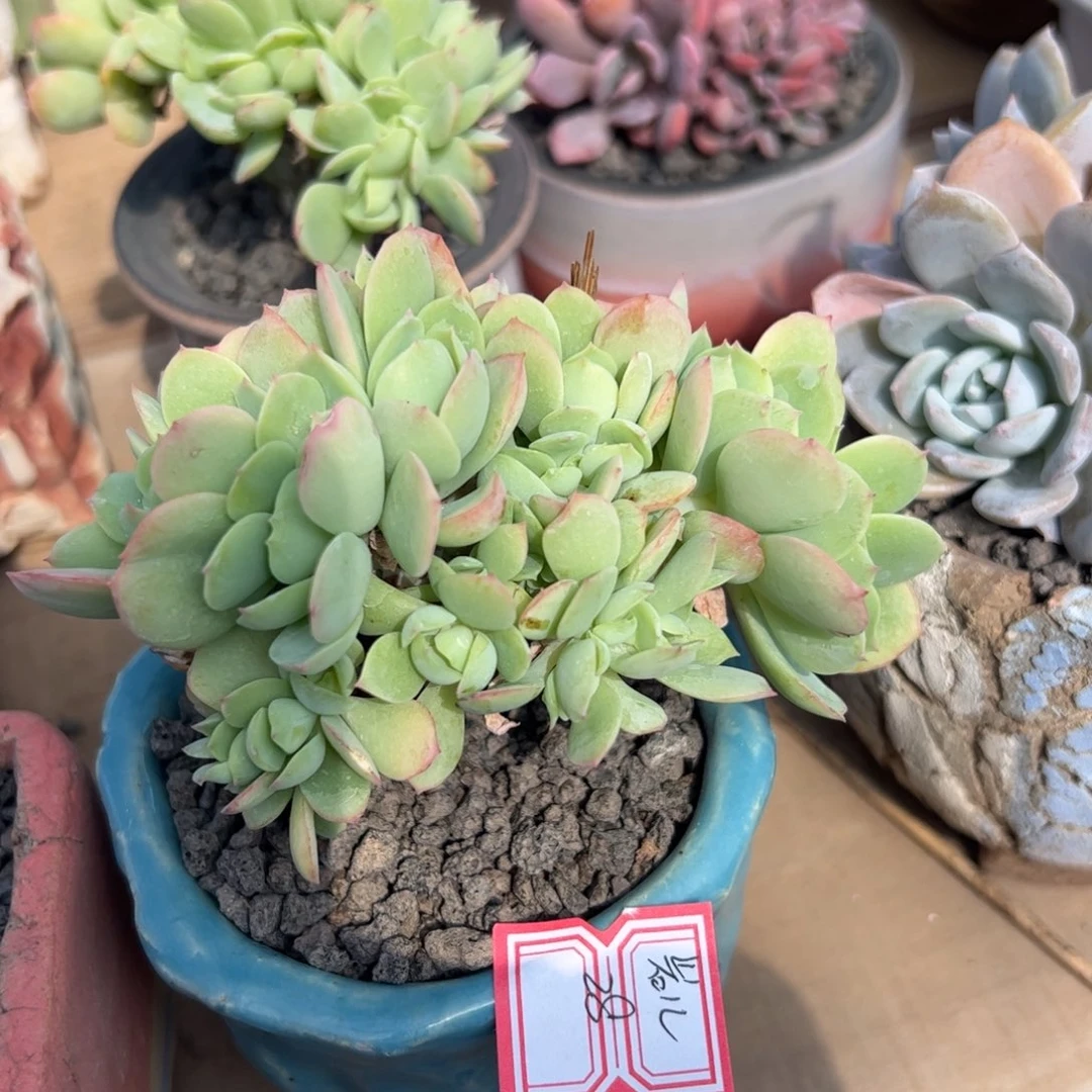 多肉植物多肉植物