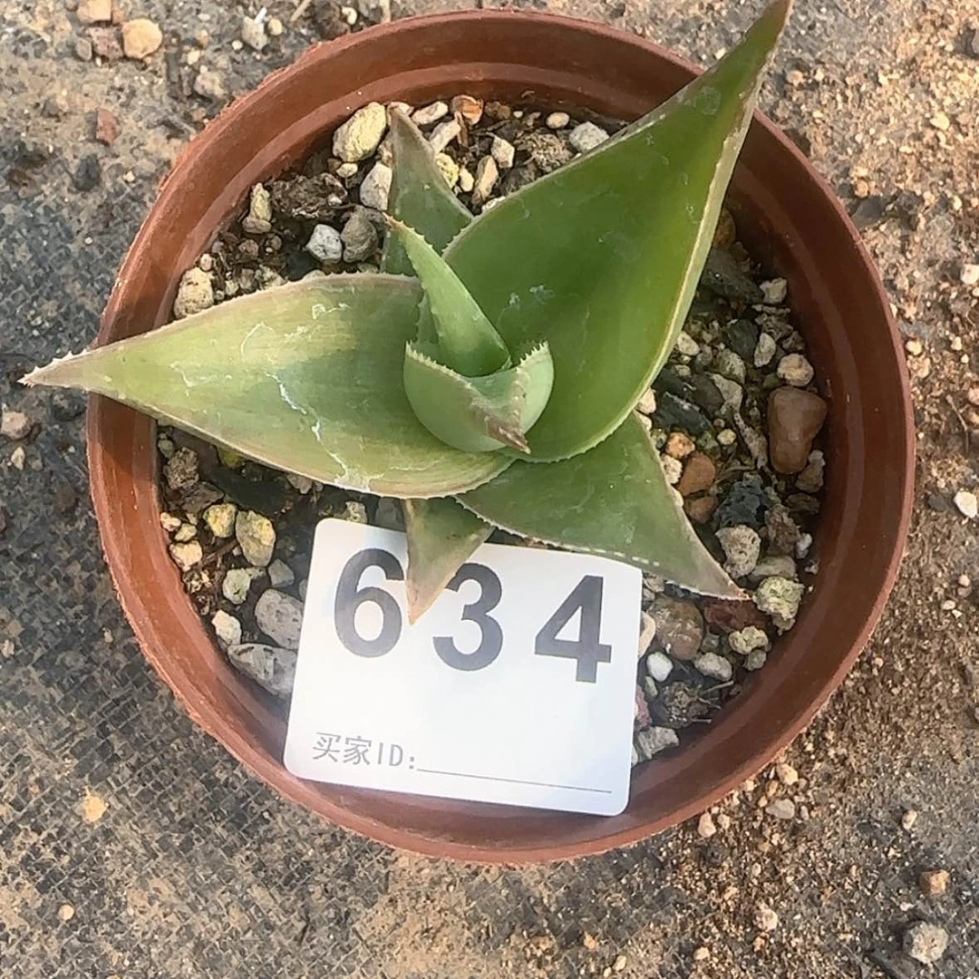 【闪购商品】君**舍块根植物布纹球