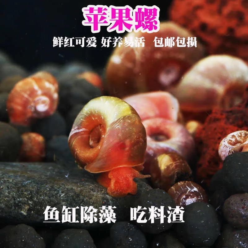 苹果螺【除藻活体】观赏清洁螺活体‌ 鱼缸清洁工‌ 辣椒蟹懒人宠物