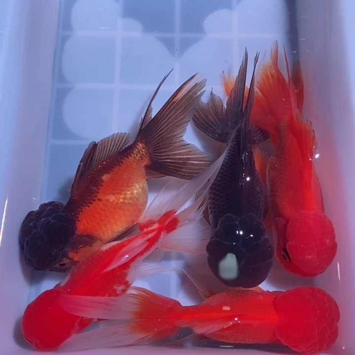 龙睛金鱼精品大国狮