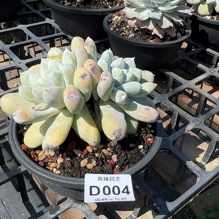 威****?拇指仙女杯多肉植物