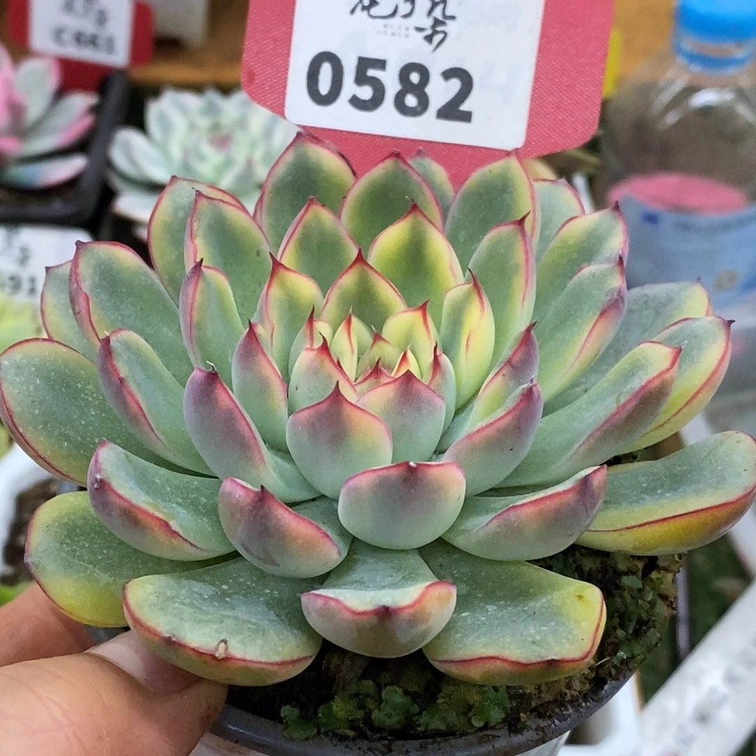 582荷花哈哈哈哈公里