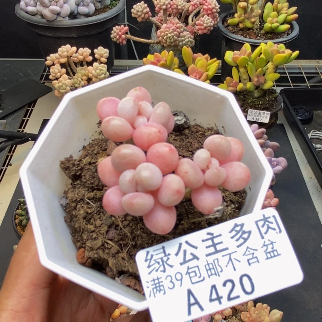 420冰淇淋鱼子酱多肉3c m