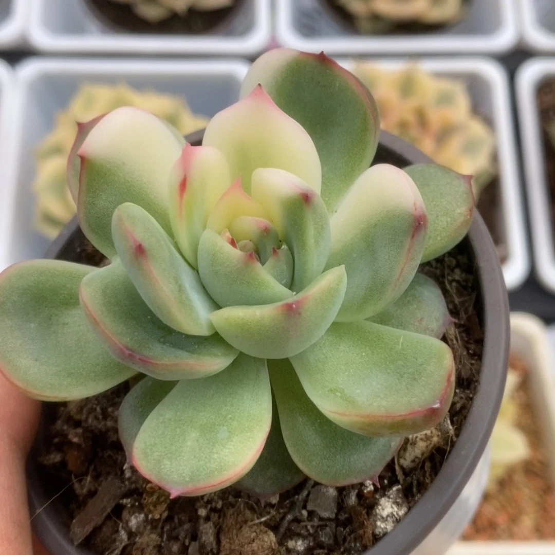 407锦锦锦锦锦锦锦锦