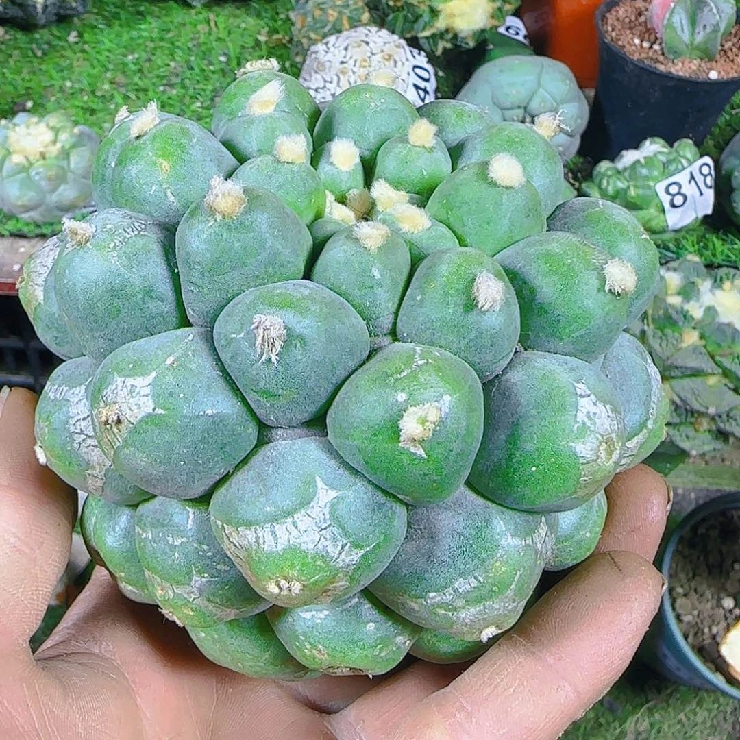 朱*彪大尤仙400仙人球开花