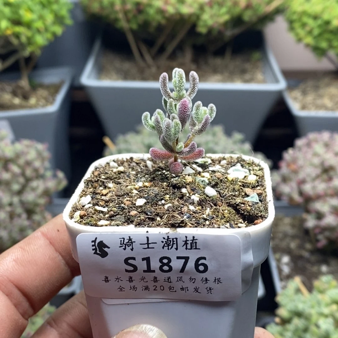 1876实生精控优选冰晶