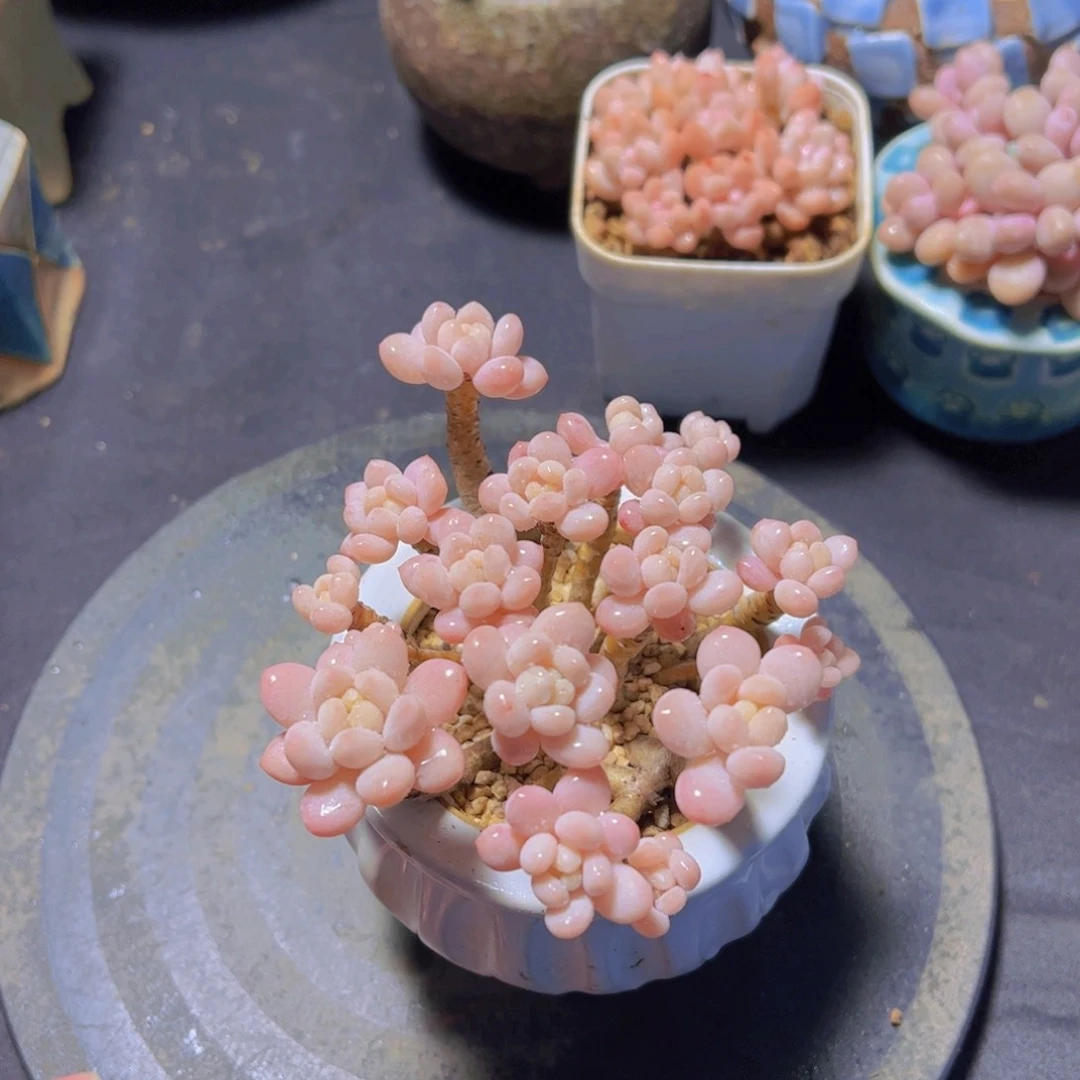 -**壮鱼子酱，多肉植物，