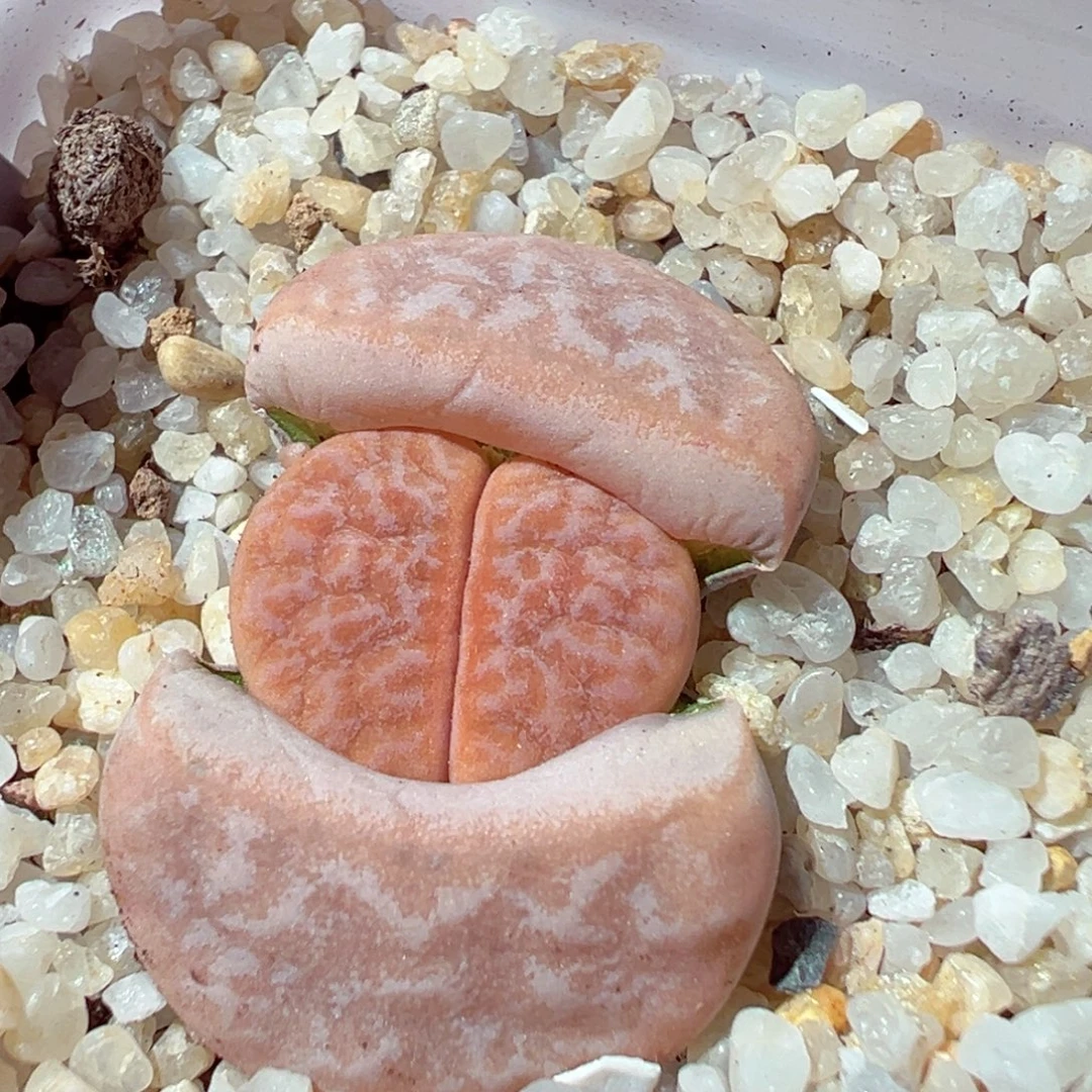 1212-708多肉多肉拿铁